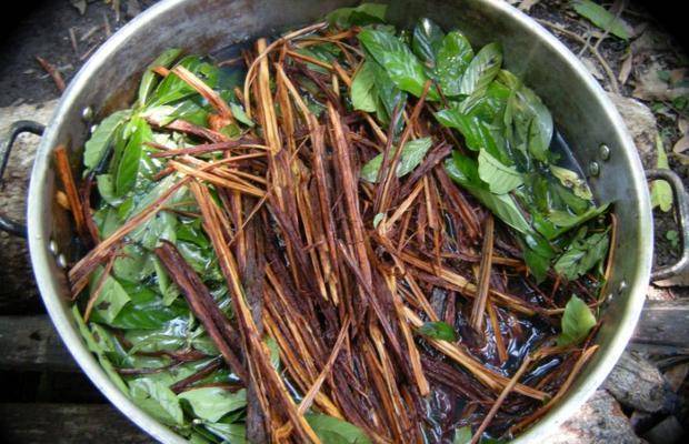 Ayahuasca-cusco