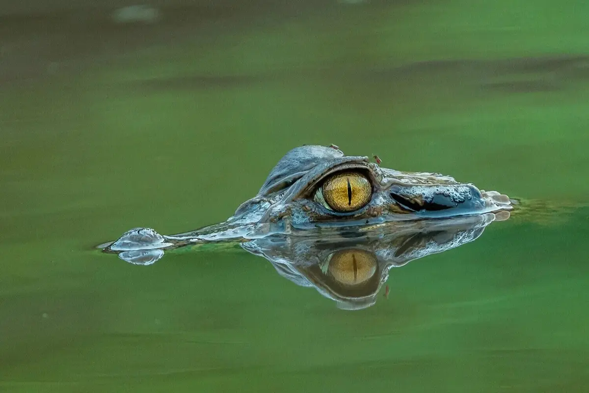 caiman