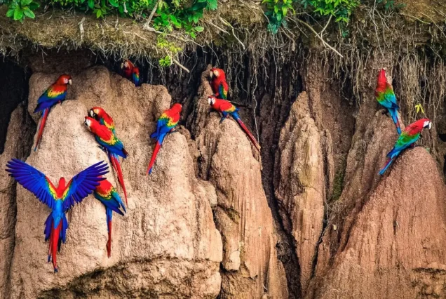 Tambopata Amazon Tour 3D/2N