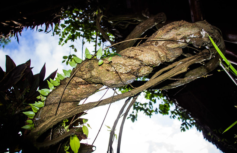 ayahuasca-retreat-in-the-cusco-amazon-jungle